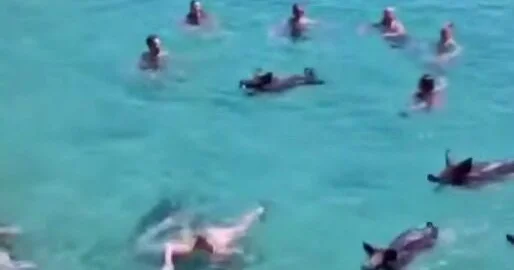 На острове Самос кабаны плавают в море вместе с людьми ВИДЕО
