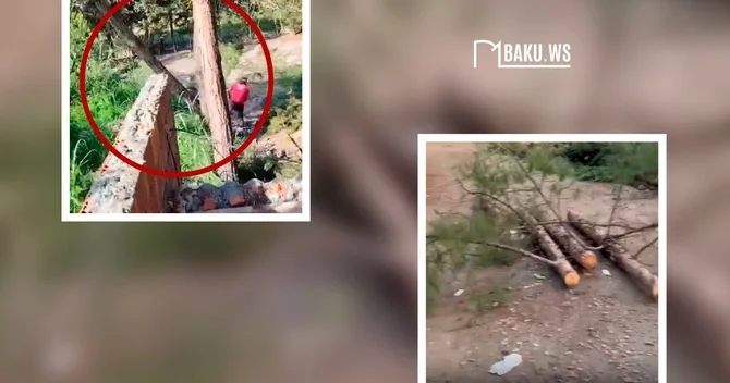 Zaqatalada ağaclara qarşı qətliam