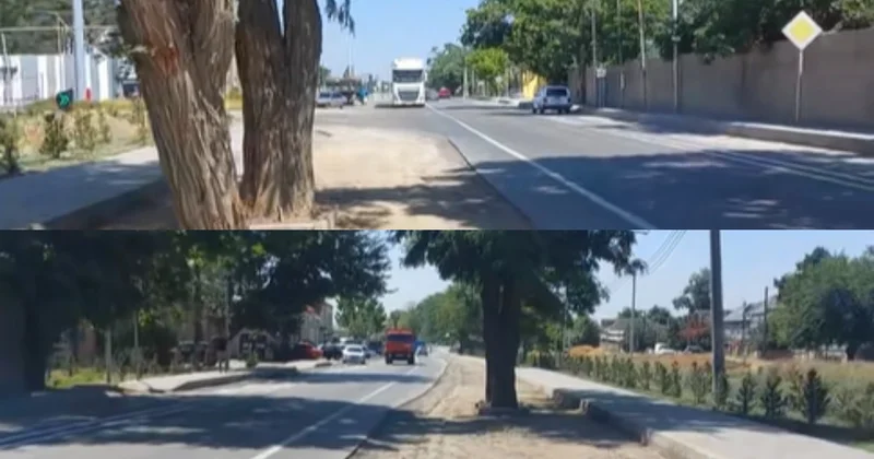 Xudatda yol ortasındakı ağac sürücülərin hərəkətini ÇƏTİNLƏŞDİRİB
