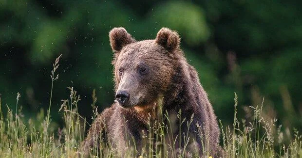 В Германию тайно привезли медведицу людоедку