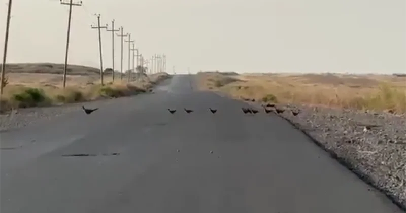 Götürüb “ümidlərin” gedir sabaha sarı... Video