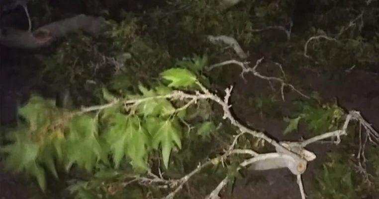 Ordubadda ağac qırıldı, üç nəfər xəsarət aldı
