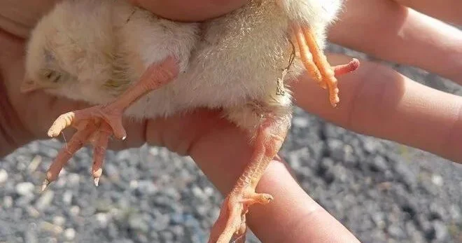 Yumurtadan 4 ayaqlı cücə çıxdı