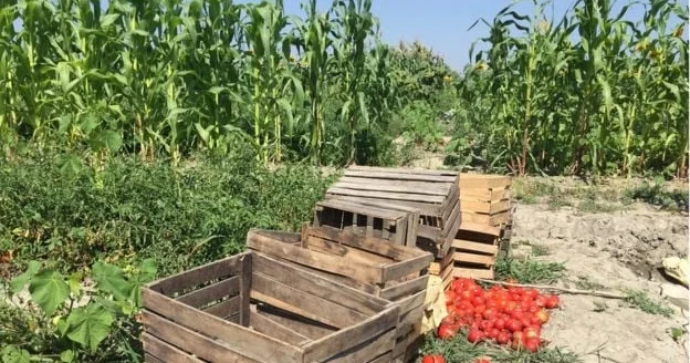 Bölgələrdə zibilliyə atılan tonlarla məhsul: İsrafçılığın qarşısını necə alınmalı?