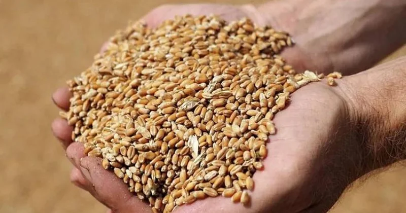 Naxçıvan fermerlərinə payızlıq əkin üçün 320 ton taxıl toxumu alınır