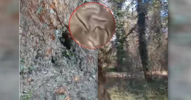 Zaqatalada acınacaqlı DURUM Ağaclar məhv olur