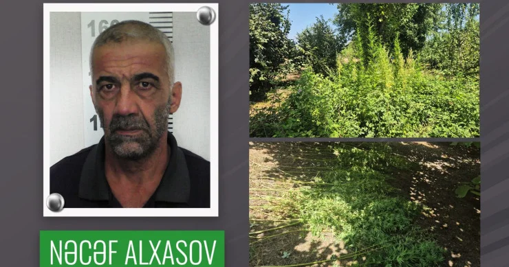 Qəbələdə fındıq bağında narkoplantasiya aşkarlandı