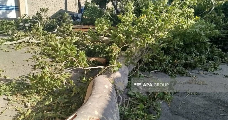 Ordubadda ağac qırılaraq sakinlərin üzərinə düşüb