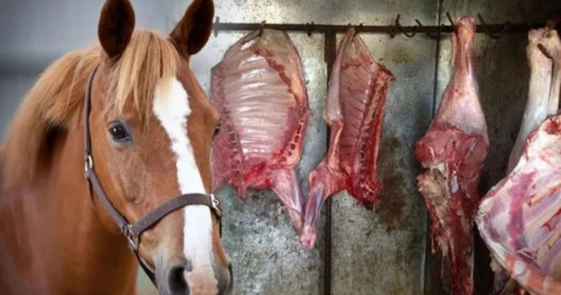 Kilosu 100 manata olan “At əti” Bazara nə vaxt açıq şəkildə çıxarıla bilər?