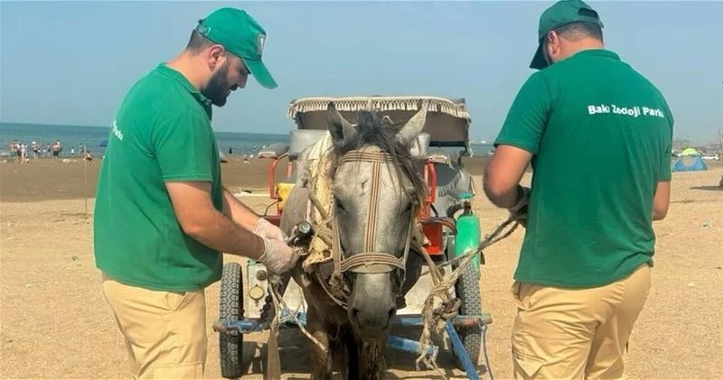 В Бакинский зоопарк передали лошадь, которую использовали для катания на повозке ФОТО