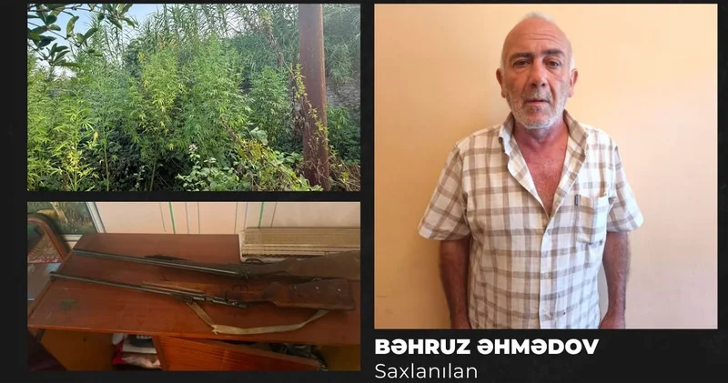У жителя Гёйчая обнаружили 51 наркосодержащее растение и два огнестрельных оружия