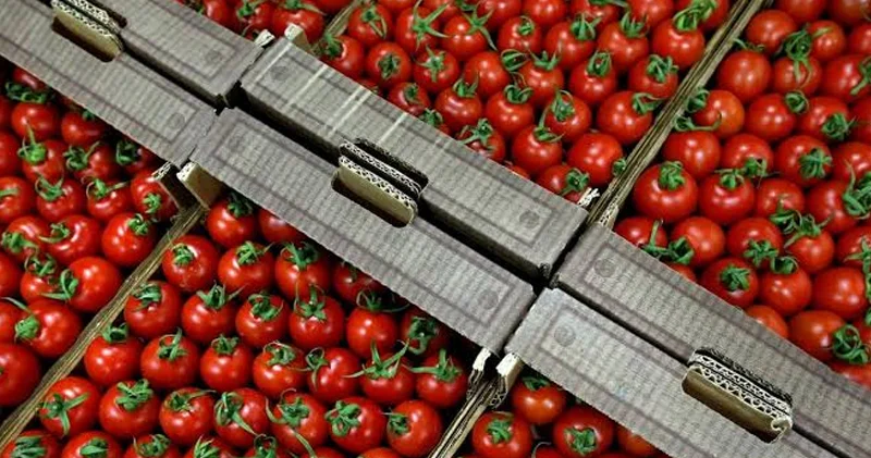 Pomidorun bostanla bazar arasındakı qiymət fərqi: Məhsulu 55 qəpiyə satırıq