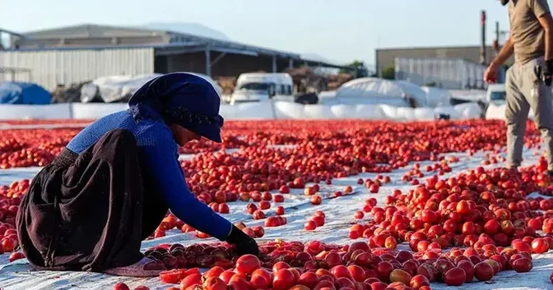 Yerə tökülən pomidorların sirri açıldı Nazirlikdən açıqlama