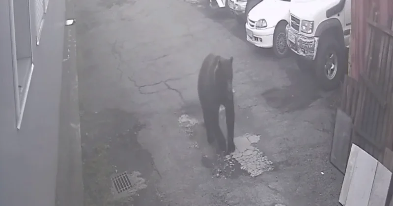 Медведь напал на людей в России, есть погибший ВИДЕО
