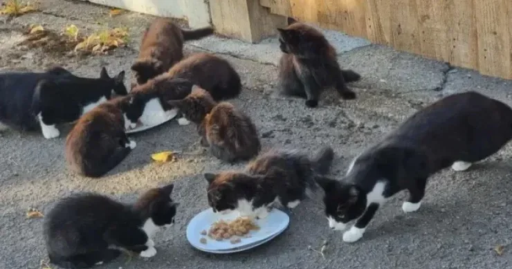 Vəhşi pişiklər yavaş yavaş məktəbi zəbt edir