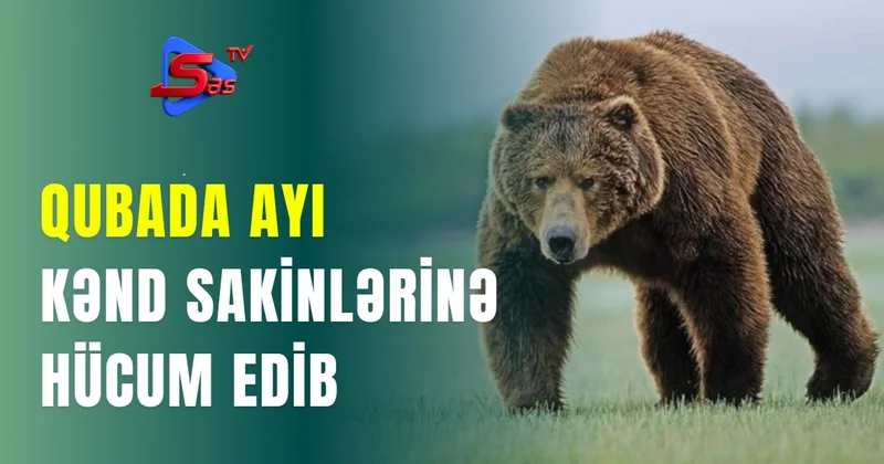 Qubada ayı kənd sakinlərinə hücum edib