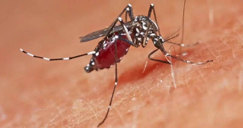 Avropada virus daha çox yayılır Ölənlərin sayı artıb