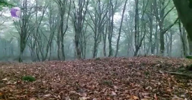 Bakıda öldürülən qadının meyiti Qusarda meşədən tapıldı (Video)