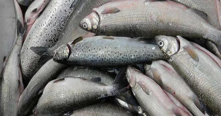 Запрет на ввоз из Армении в РФ рыбной и молочной продукции сохраняется