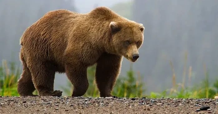 Ayı uşağa hücum etdi: Atası köməyə gəldi