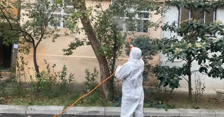 Paytaxtda müşahidə olunan qurdlar məhv edilir FOTO