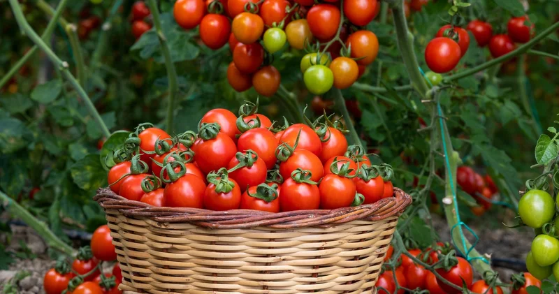 Bu pomidor növü infeksiya daşıyıcısı imiş