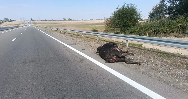Ağstafa avtomobil iribuynuzlu mal qaranı vurub FOTO/VİDEO