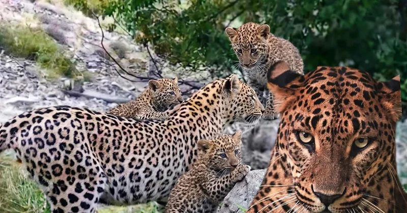 “Banu” adını verdiyimiz ana bəbir 3 balası ilə kameraya düşüb” Vəhşi təbiətdə artım var+ÖZƏL+FOTO