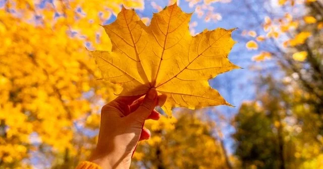 Yaxşı insan olmaq niyə bəzən həyatı çətinləşdirir?