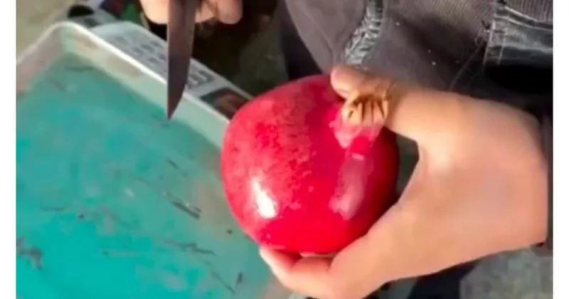 Narın dənələri bu üsulla bir anda bir birindən ayrılır (Video)