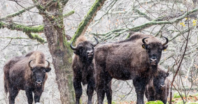 В Азербайджане численность зубров будет доведена до 100 Minval Politika