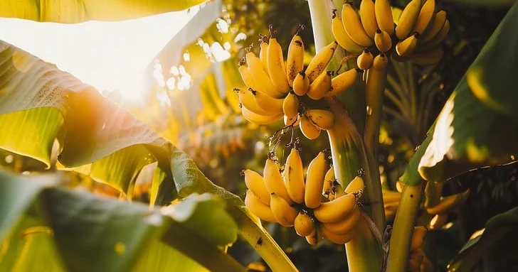 Hansı banan daha FAYDALIDIR?