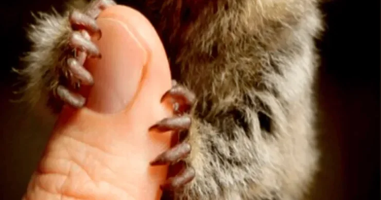 Dünyanın ən kiçik meymunu ovuca sığa bilər: o necə görünür? FOTO