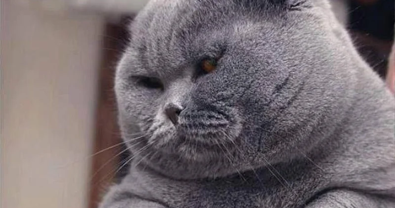 2 milyon pişiyi öldürəcəklər Quşları yeyir deyə