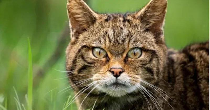 Yeni Zelandiya vəhşi pişiklərə “müharibə” elan etdi