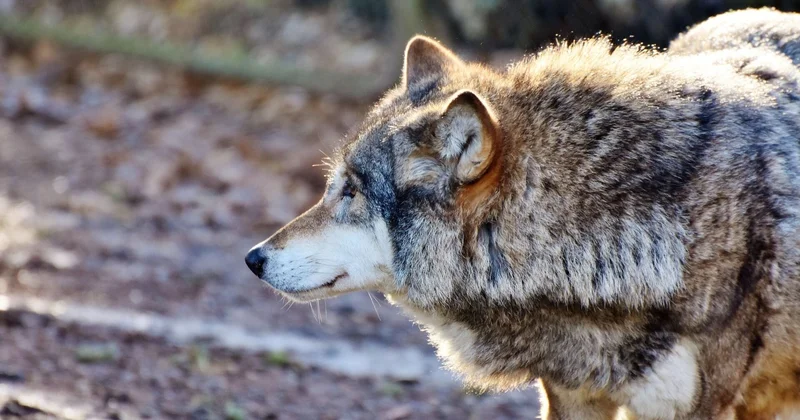 Kürdəmirdə bir kəndə canavar hücumu: bu dəfə... FOTOLAR