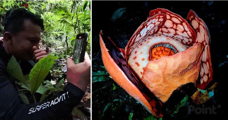 Ученые нашли самый редкий в мире цветок ВИДЕО