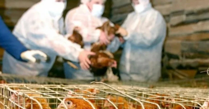 Heyvan və quş xəstəlikləri ilə əlaqədar bəzi ərazilərdən idxala müvəqqəti məhdudiyyət qoyulub