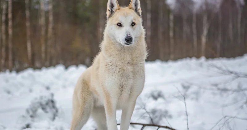 Alimlər müasir itlərin əksəriyyətində canavar DNT si aşkar etdi