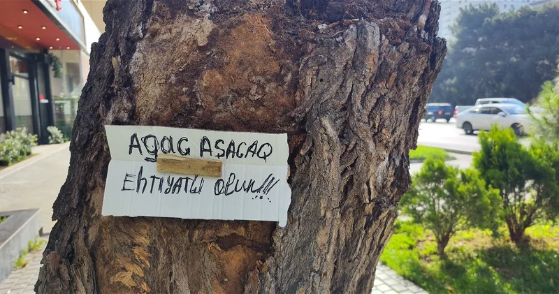 Опасное дерево рядом? Разбираем, что можно, что нельзя и что советуют специалисты ФОТО