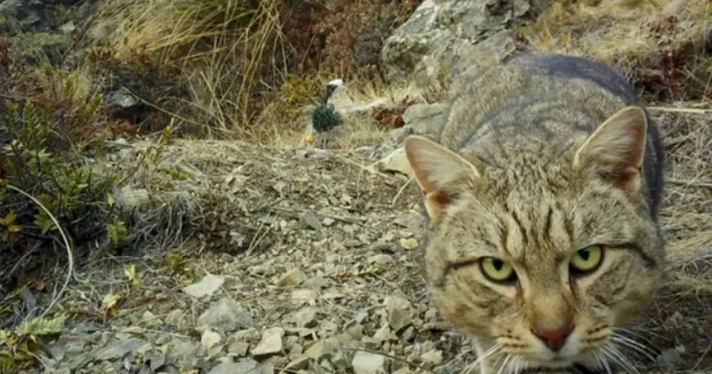 Yeni Zelandiya bu heyvanları tamamilə yox edəcək