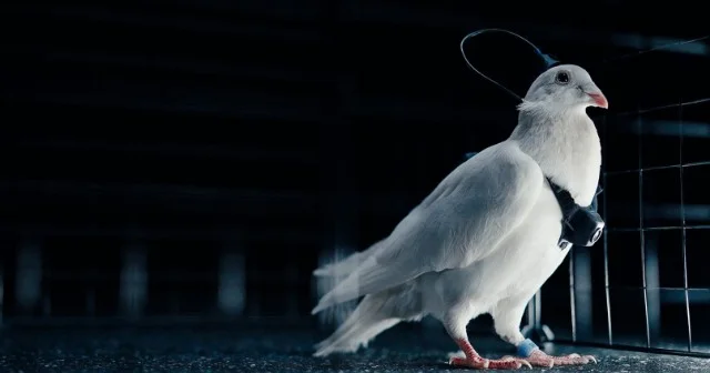 Sülh quşundan dron kimi istifadə olunacaq VİDEO