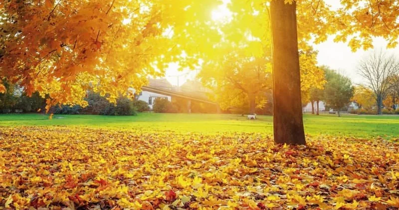 Rekord temperatur QEYDƏ ALINDI Bu qış qar üzünə həsrət QALA BİLƏRİK...