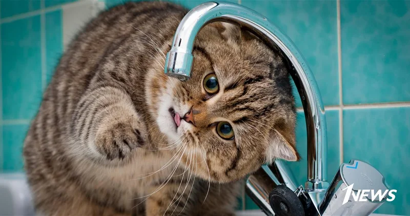 В Баку и на Абшероне ожидаются перебои в водоснабжении в течение 4 дней