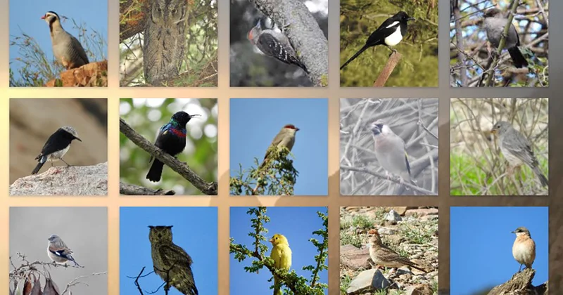 Azərbaycanda iki quş növü yoxa çıxıb Ekspert səbəbləri AÇIQLADI