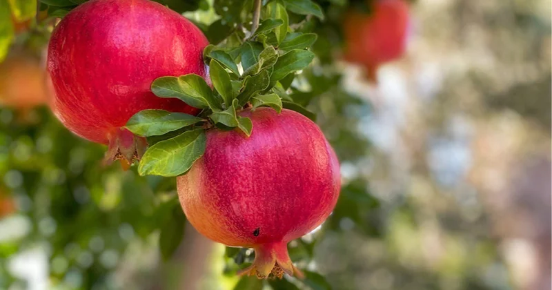 Азербайджанцам придется покупать вьетнамские и африканские гранаты ПОДРОБНОСТИ