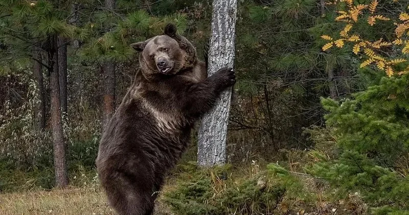 Bu kənddə qonaqlara ayı əti yedirirlər