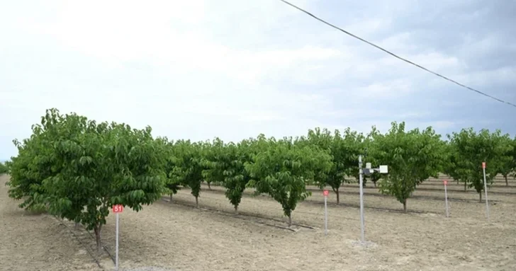 В Азербайджане утверждены тарифы за управление Евлахским агропарком