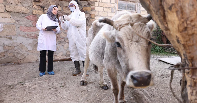 Daşkəsən və Göygöldə aqrar inkişafa dəstək layihəsi davam etdirilir Fotolar