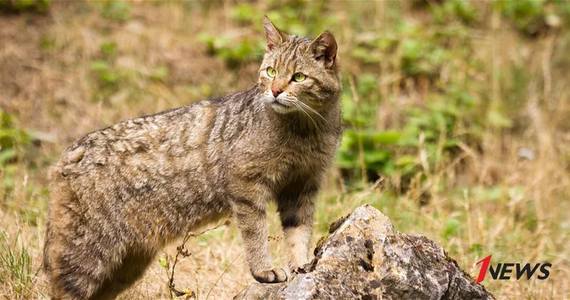 Новая Зеландия усиливает меры: диких кошек планируют полностью истребить